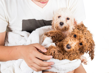 Cute wet poodle puppies wrapped in towel after shower