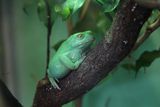 Waxy Monkey Tree Frog (Phyllomedusa Sauvagii).