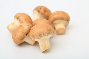 マッシュルーム