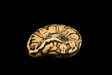 Female Ball Python. Firefly Morph or Mutation