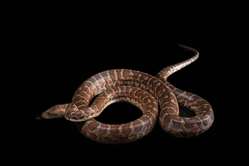 Hispaniolan boa, Chilabothrus or epicrates striatus