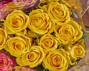 vibrant yellow rose flowers closeup, natural background