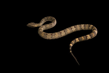 The male morelia spilota harrisoni python on black background