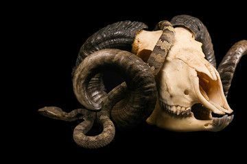 The male morelia spilota harrisoni python on black background