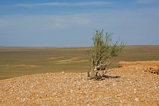 Saxaulbaum in der Wüste Gobi
