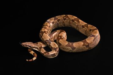 Boa constrictors  isolated on black background