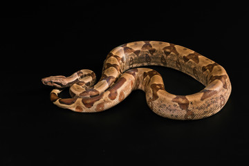 Boa constrictors  isolated on black background