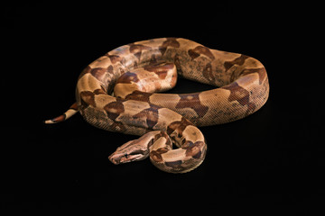 Boa constrictors  isolated on black background