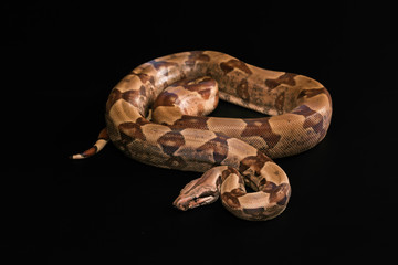 Boa constrictors  isolated on black background