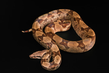 Obraz premium Boa constrictors isolated on black background