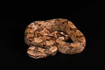 Fototapeta premium Boa constrictors isolated on black background