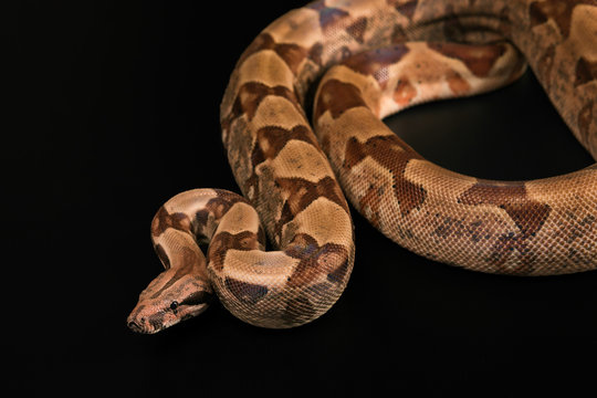 Boa constrictors  isolated on black background