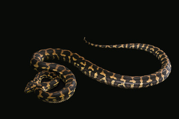 The male morelia spilota harrisoni python on black background