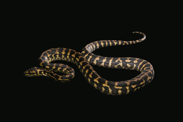 The male morelia spilota harrisoni python on black background