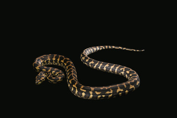 Obraz premium The male morelia spilota harrisoni python on black background