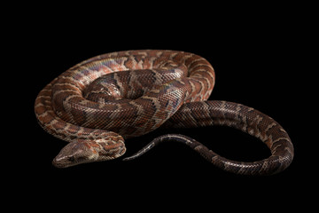 Hispaniolan boa, Chilabothrus or epicrates striatus