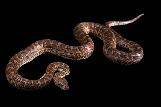 Hispaniolan boa, Chilabothrus or epicrates striatus