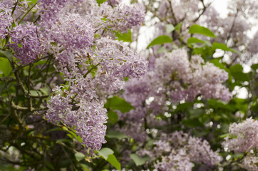 lilac pink flowers