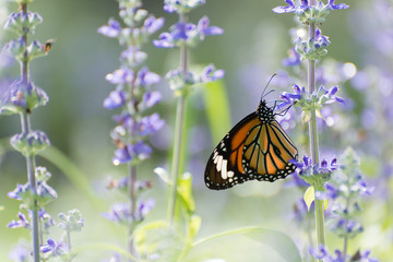 Butterfly on Lavender Field