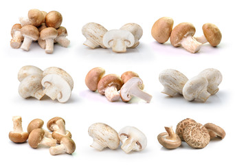 Fototapeta na wymiar champignon mushroom and Shiitake mushroom isolated on white ba