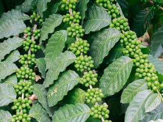 Arabica coffee trees