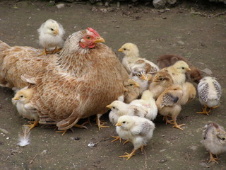 Mother hen is sheltering her chicks