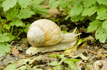with brown snail shell crawling on the ground
