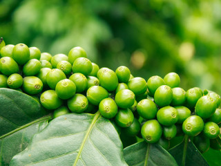 Arabica coffee trees