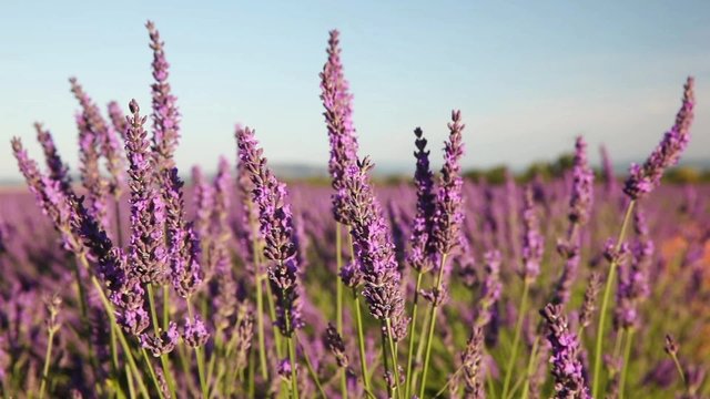 Lavender flowers in the wind