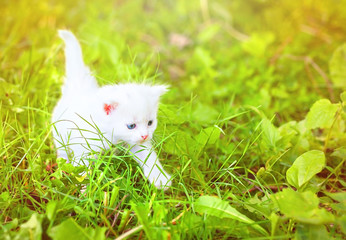 white kitten walking on the grass, vintage color