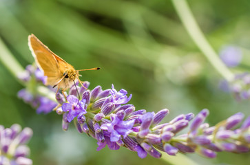 Fototapeta premium Schmetterling im Lavendel