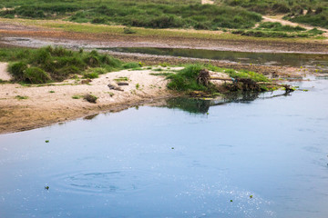 Crocodile in the river