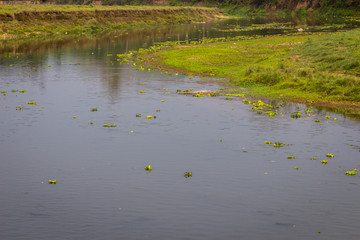 Crocodile in the river