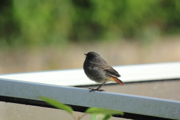 Jeune oiseau