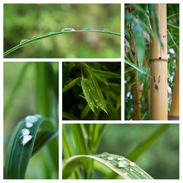 composition bambous