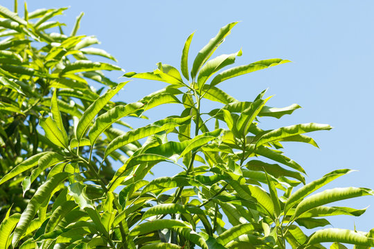 Green Mango leaves on blue sky