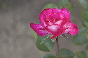 Fototapeta na wymiar white and pink rose original summer background