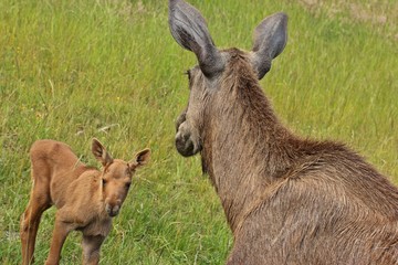 Elchkuh (Alces alces) mit 11 Tage altem Kalb
