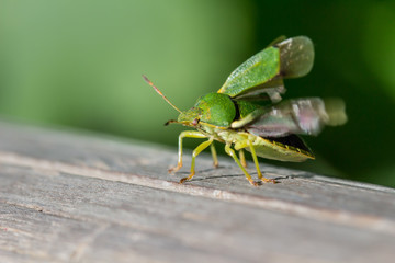 Grüner Käfer im Abflug