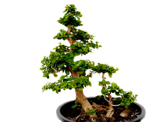 Bonsai trees
