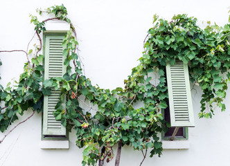 Wooden window with vine