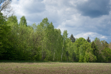 Obraz premium Forest line