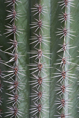 Succulent plant - Details