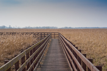 Fototapeta na wymiar Wooden bridge on swamps
