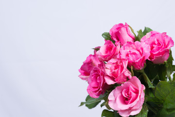 Background image of pink roses.