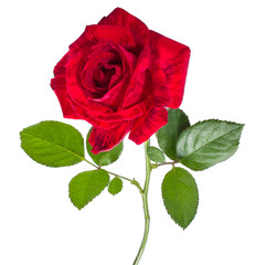  beautiful red rose