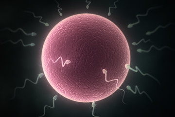 Sperm cells and human egg