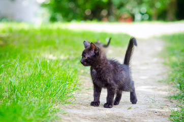 small black kitten on the grass, outdoor