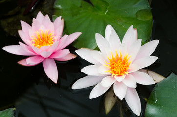 lotus flower