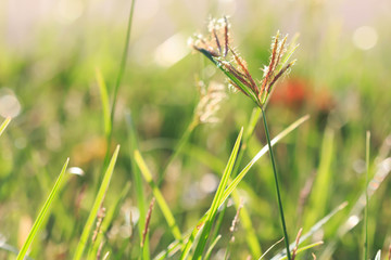 natural green background with selective focus blurred background